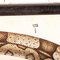 Stampa educativa di serpente e coccodrillo, Germania, XIX secolo, Immagine 9