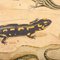 19th Century Czechoslovakian Educational Chart of Amphibians 2