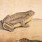 19th Century Czechoslovakian Educational Chart of Amphibians, Image 14