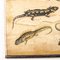 19th Century Czechoslovakian Educational Chart of Amphibians 11