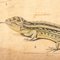 19th Century Czechoslovakian Educational Chart of Amphibians 16