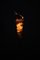 Lámpara de pie Ariell Seashell, años 80, Imagen 8