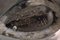 Scodella Freeform in gres smaltato di Maxime Fillon, Francia, Immagine 9
