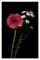 Rosa und weiße Blumen auf schwarzem Hintergrund, 2021, Giclée Druck 2