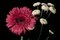 Pink and White Flowers on Black Background, 2021, Giclée Print 4