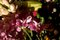 Bouquet de Fleurs Colorées, 2021, Impression Giclée 4
