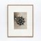 Karl Blossfeldt, Wunder in der Natur, 1940s, Photogravure Noir & Blanc, Encadrée, Set de 4 3