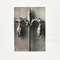Fotoincisione in bianco e nero di Karl Blossfeldt, Wunder in der Natur, anni '40, set di 4, Immagine 6