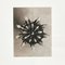 Fotoincisione in bianco e nero di Karl Blossfeldt, Wunder in der Natur, anni '40, set di 4, Immagine 4