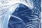 Tipo de cian, exuberantes palmeras, 2020, cianotipo, Imagen 3