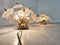 Kristall Sputnik Wandlampen von Val Saint Lambert, 1960er, 2er Set 5