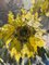 Georgij Moroz, Sonnenblumen, 1987, Öl auf Leinwand, gerahmt 5