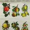 Country Style Crops Botany Fruits Berries Apples Rollable Wall Chart 2