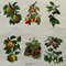 Landhausstil Pflanzen Botanik Obst Beeren Äpfel Rollbare Lehrtafel 5