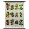 Country Style Crops Botany Fruits Berries Apples Rollable Wall Chart 1