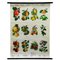 Country Style Crops Botany Fruits Berries Apples Rollable Wall Chart, Image 1