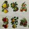 Landhausstil Pflanzen Botanik Obst Beeren Äpfel Rollbare Lehrtafel 4