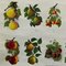 Tableau Mural enroulable Botanique Fruits Fruits Pommes 4