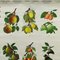 Country Style Crops Botany Fruits Berries Apples Rollable Wall Chart, Image 3
