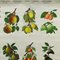 Tableau Mural enroulable Botanique Fruits Fruits Pommes 3