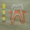 Gesunde Zähne Jaw Head menschlichen Körper Poster Rollable Wall Chart Druck 3