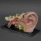 Accessorio didattico a forma di orecchio di Somso, anni '60, Immagine 2