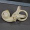 Accessorio didattico a forma di orecchio di Somso, anni '60, Immagine 5