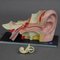 Accessorio didattico a forma di orecchio di Somso, anni '60, Immagine 4