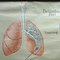 Medical Poster Rollable Wall Chart Respiration Blood Circulation 2