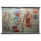 Medical Poster Rollable Wall Chart Respiration Blood Circulation 1