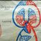 Medizinisches Poster Rollbare Lehrtafel Atmung Blutkreislauf 3