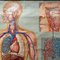 Affiche Médicale Enroulable Tableau Mural Respiration Circulation Sanguine 4