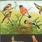 Finches Birds Rollable Wallchart by Jung Koch Quentell 2