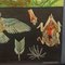 Finches Birds Wandkarte von Jung Koch Quentell 5