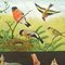 Finches Birds Wandkarte von Jung Koch Quentell 3