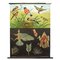 Finches Birds Rollable Wallchart by Jung Koch Quentell, Image 1