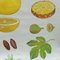 Tropical Subtropical Fruits Poster Rollable Wallchart 5