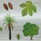 Tropical Subtropical Fruits Poster Rollable Wallchart 7