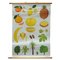 Tropical Subtropical Fruits Poster Rollable Wallchart 1