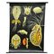 Entomostraca Animal Poster Print Pull-Down Wall Chart by Jung Koch Quentell 1