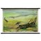 Eel Underwater Scene Fish Maritime Rollable Animal Poster Wall Chart 1