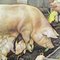 Affiche d'Animaux enroulables de Style Rustique de Porc Porc 5