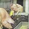 Affiche d'Animaux enroulables de Style Rustique de Porc Porc 2