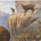Animals Carpathian Mountains Bear Chamois Bird of Prey Rollable Wall Chart 4