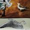 Vintage Birds Black-Headed Gull Wall Chart Picture Poster by Jung Koch Quentell 4