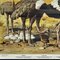 Vintage Steppe Animals Ostrich Gazelle Gnus Wall Chart Kids Room Decoration 4