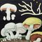Vintage Cottage Core Mushroom Rollable Poster Print Wall Chart by Jung Koch Quentell 4