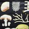 Vintage Cottage Core Mushroom Rollable Poster Print Wall Chart by Jung Koch Quentell 2