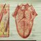 Vintage Menschliche Haut Zunge Rollable Medizin Wandplakat 3