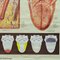 Póster médico enrollable vintage con lengua de piel humana, Imagen 5